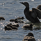 Common Eider  "Somateria mollissima"